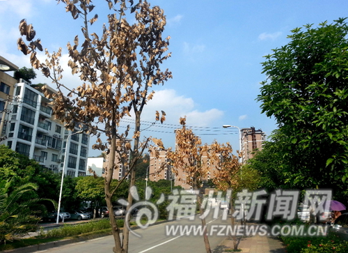 软件大道行道树树叶枯黄落叶 疑因连日高温所