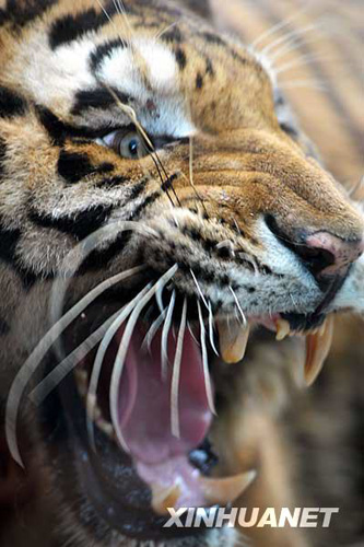 广州香江野生动物世界百虎山开放迎游客