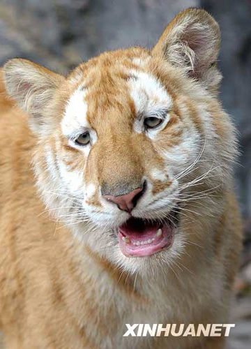 广州香江野生动物世界百虎山开放迎游客