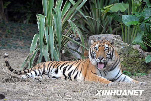 广州香江野生动物世界百虎山开放迎游客