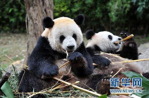 12只亚运大熊猫亮相
