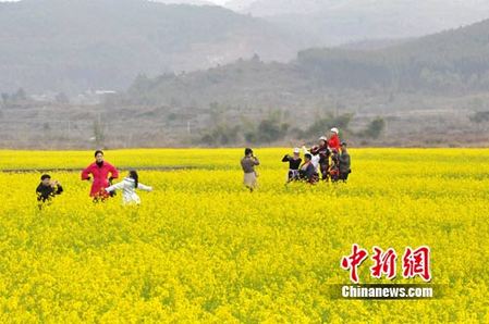 油菜花开美粤北 港澳游客纷纷来