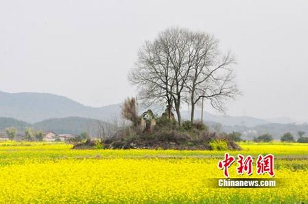 油菜花开美粤北 港澳游客纷纷来