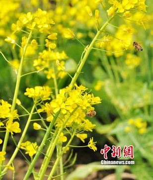 油菜花开美粤北 港澳游客纷纷来