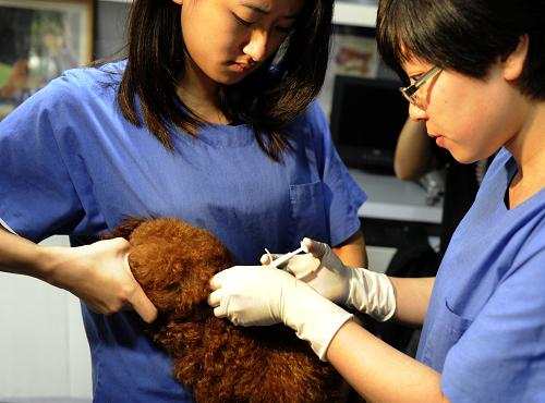 广州为犬只植入芯片 加强养犬管理