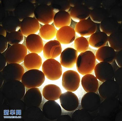 探访食用油生产过程