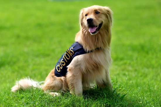 广州海关6月23日将举办缉毒犬开放日活动