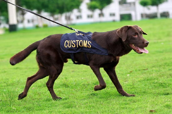 广州海关6月23日将举办缉毒犬开放日活动