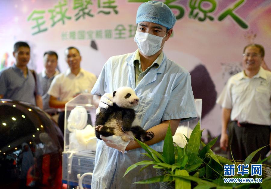 长隆熊猫公主全球征名
