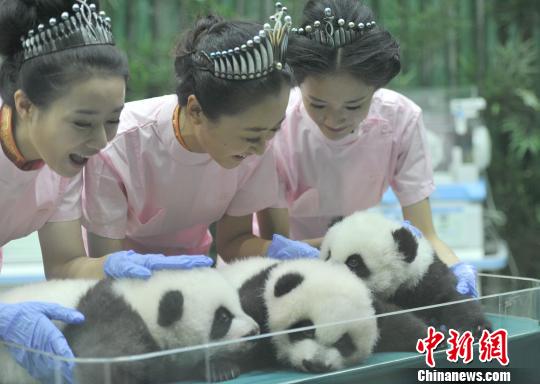 全球唯一存活大熊猫三胞胎与美女约午餐
