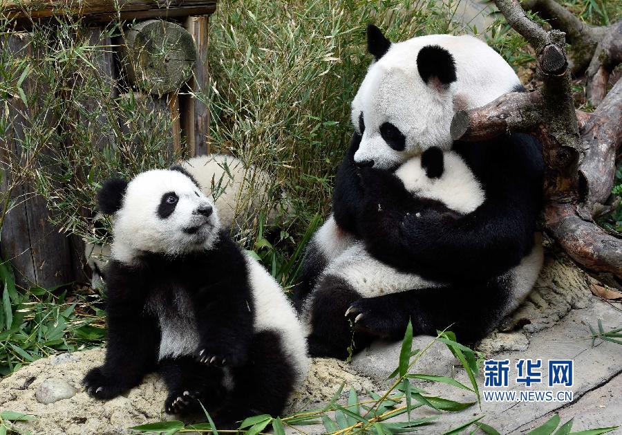 广州长隆三胞胎大熊猫是目前唯一存活的三胞胎