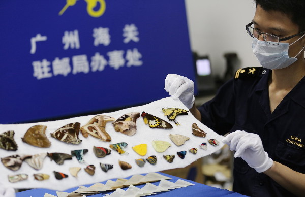 广州海关查获违规进境蝴蝶标本