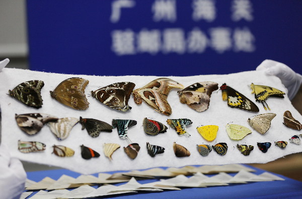 广州海关查获违规进境蝴蝶标本