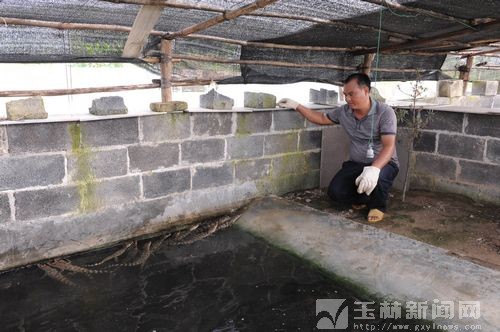 玉林玉州区养殖新亮点:养殖鳄鱼钱途大