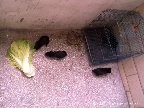 标题:[原创] 桂林某小区内楼梯间饲养老鼠,吓坏