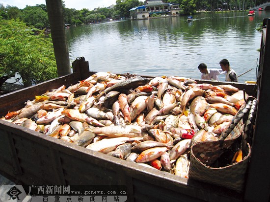 南宁人民公园白龙塘18年未清理 两天死鱼上千