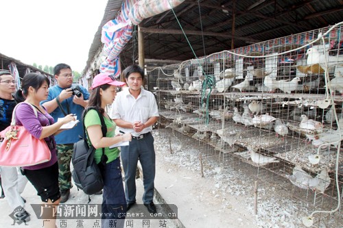 [网络记者基层行]养鹅、种中药材等助农增收(图