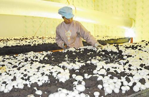 记者走进横县新农村:空调育蘑菇 稻草卖高价