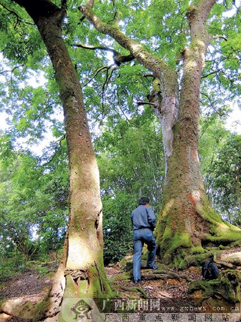 南宁一乡村发现9株珍稀古树 村民说已有400年