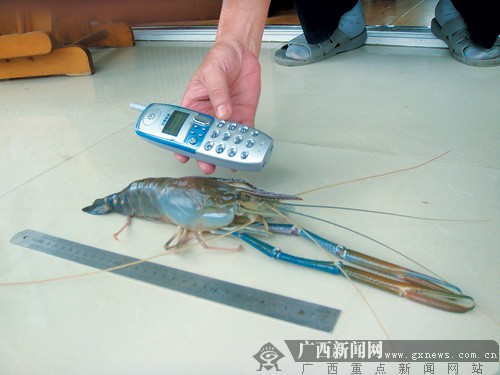 一市民在邕江钓到 河虾王 长40厘米和龙虾一般