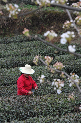 清明将至采茶忙
