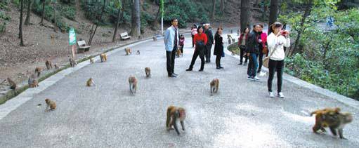 贵阳黔灵山猴趣