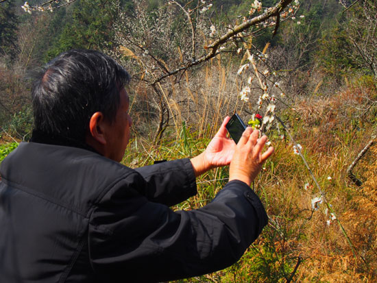 贵州荔波：冬梅盛开 万人共赏