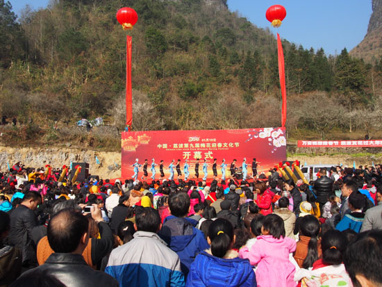 贵州荔波：冬梅盛开 万人共赏