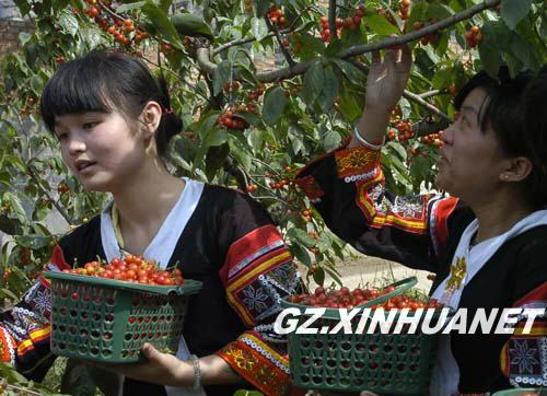 贵阳市乌当区以生态果园带动乡村游