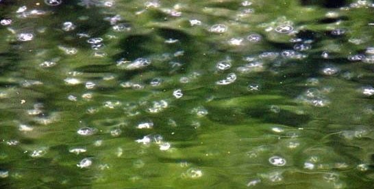 镇远舞阳河又现桃花水母 密密麻麻景象壮观- 中国日报网