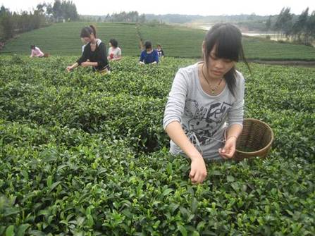 三月灵山春茶飘香