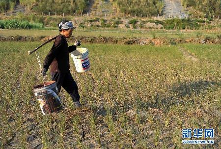 夏秋连旱 广西多地遭灾粮食绝收