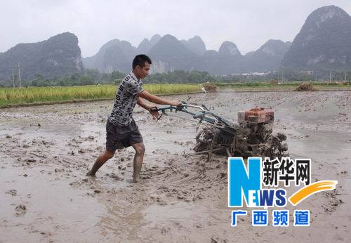 “韦森特”过后 广西农民“双抢”忙
