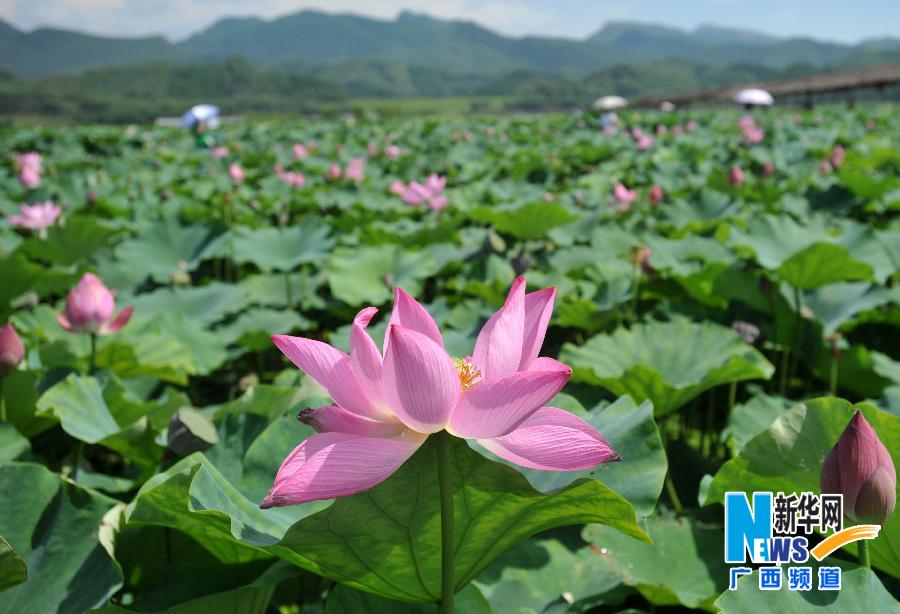 广西宾阳:荷香人间花正红[1]