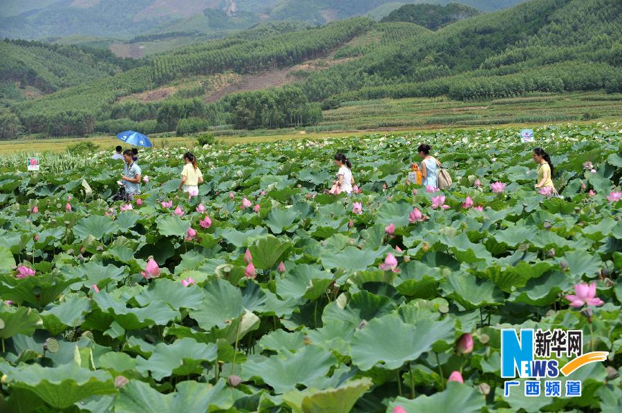 广西宾阳:荷香人间花正红[2]