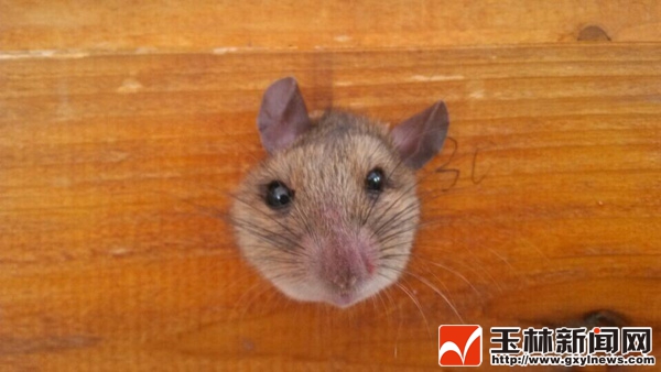 老鼠觅食竟然自己把自己卡住了