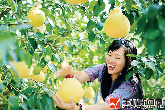 柚子成熟季：到容县寻找最好吃的沙田柚