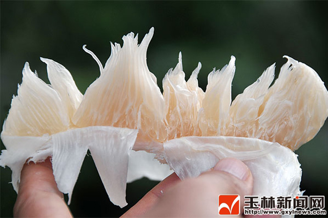 柚子成熟季：到容县寻找最好吃的沙田柚