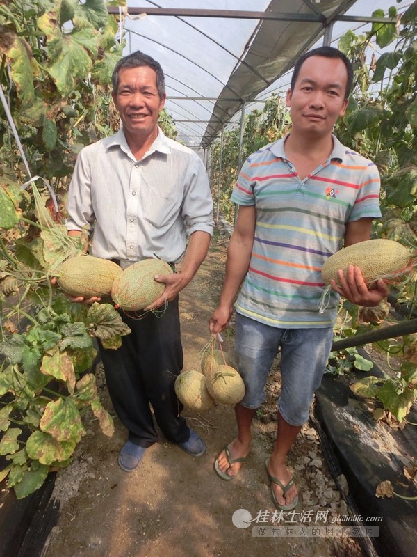 儿子读了大学弃官当农民 两父子经历3年 种植