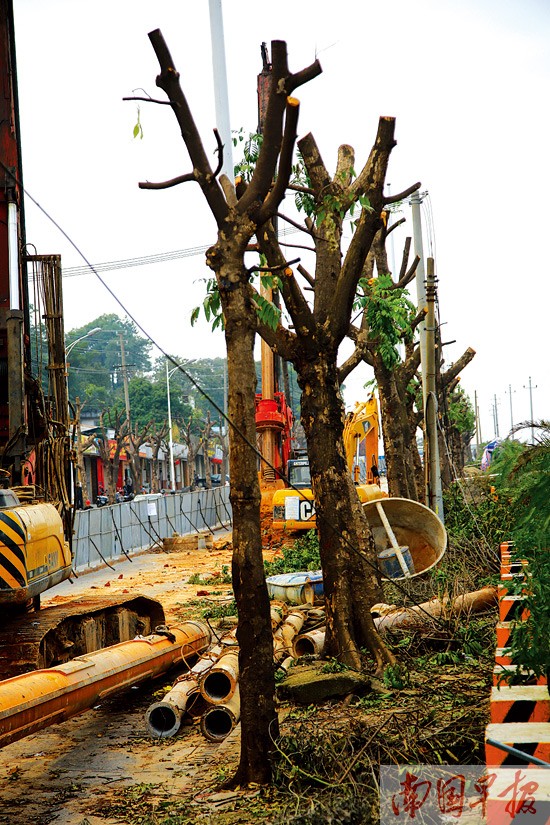 南宁年内建52座城市立交桥 大批绿化树要移植