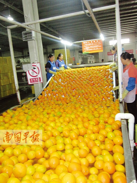 广西水果频“触网”物流成本成瓶颈 如何走得更远？