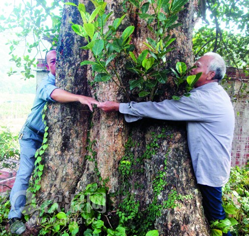 浦北130余年木菠萝树深藏大成镇冲表村