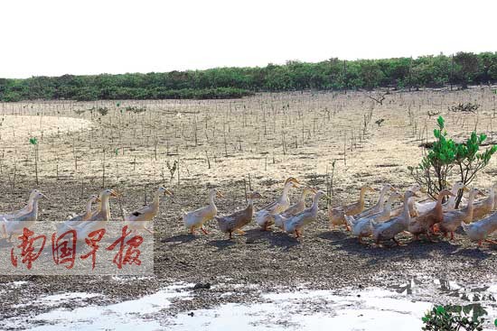 湿地公园红树林成片死亡 海鸭把红树林给