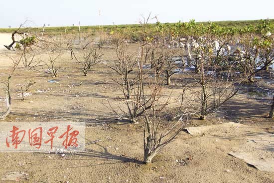 湿地公园红树林成片死亡 海鸭把红树林给