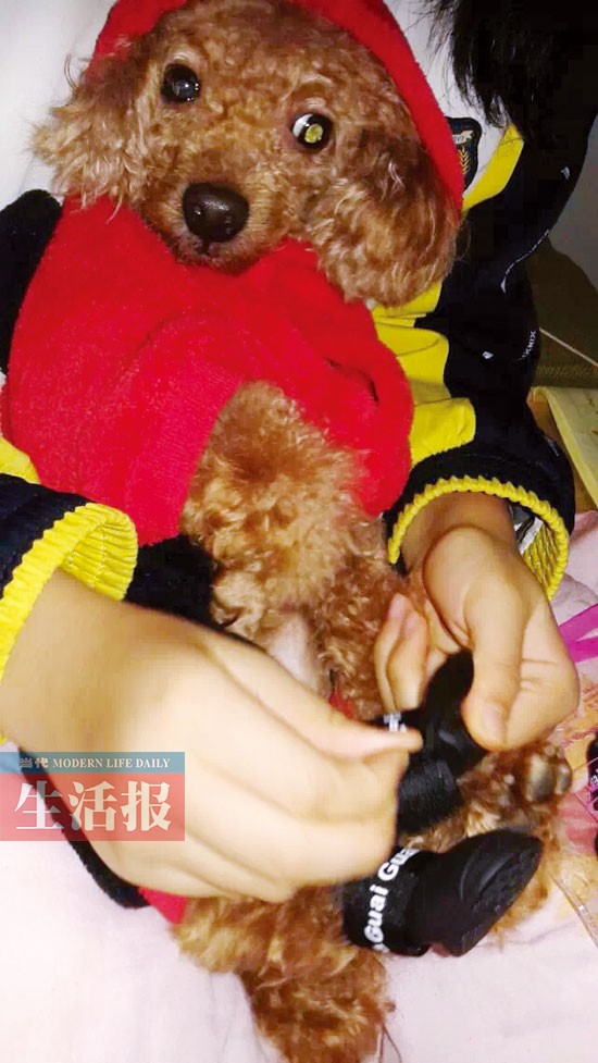 网友给狗狗穿鞋 视频传出惹