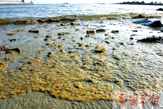 北海海域出现大量黄色漂浮物 专家称系球形棕囊藻