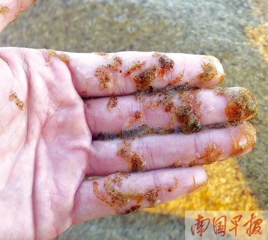 北海海域出现大量黄色漂浮物 专家称系球形棕囊藻