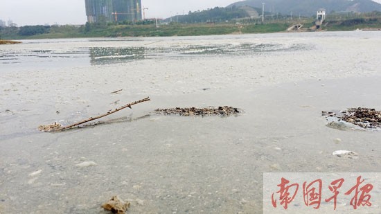 南宁柳沙片区生活污水直排邕江 污水无处走?(图)