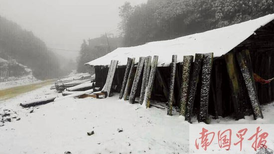 鹅毛大雪飘落百色山区 错过这波雪景还有下波