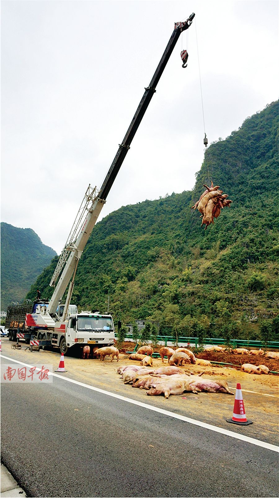 高速路上司机打盹货车侧翻 数十头生猪被压死